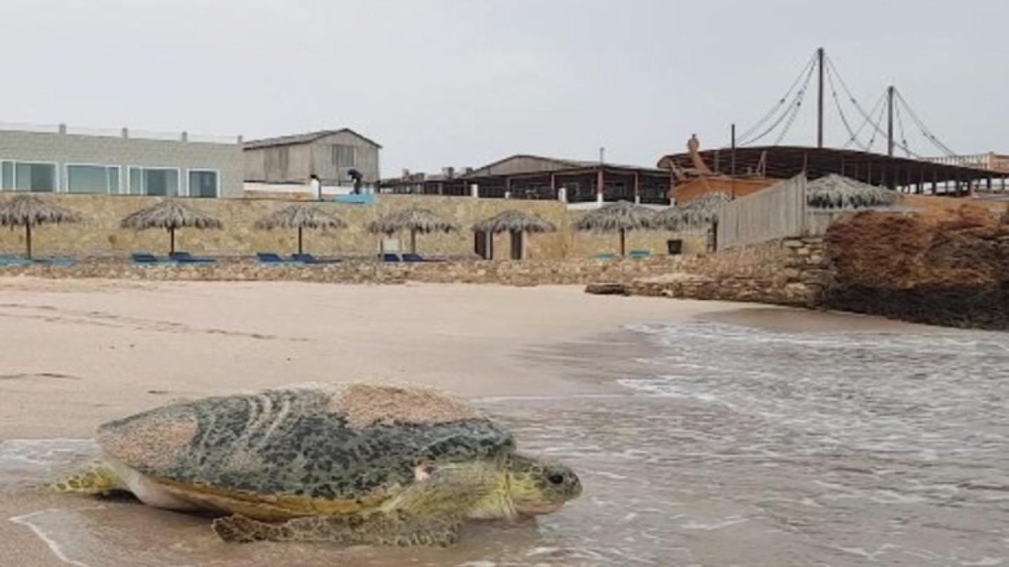 Turtle Beach Resort Эль-Хадд Экстерьер фото